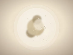 Makhana