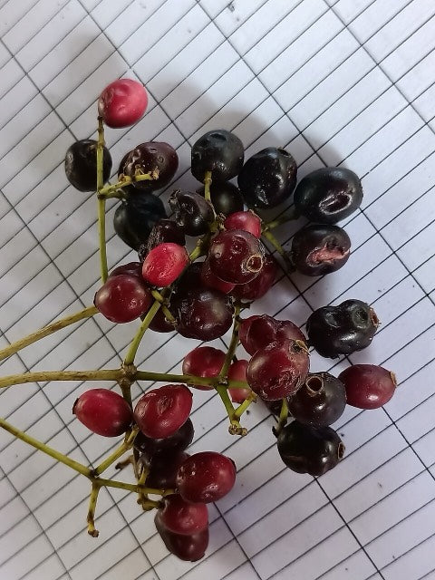 Jamun Shots